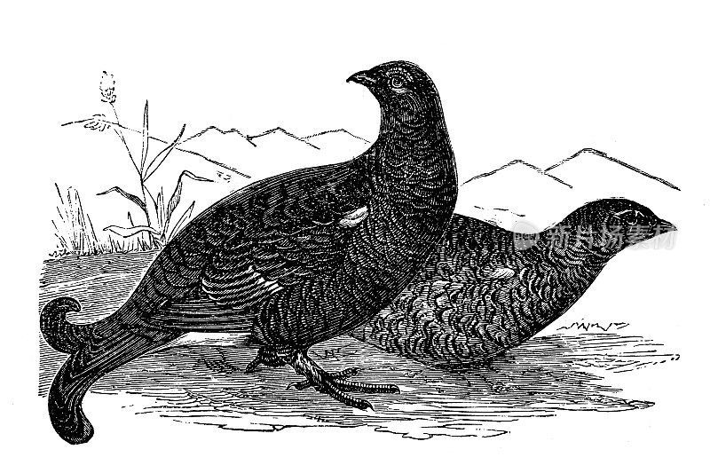 自然，鸟类，黑松鸡(Tetrao tetrix)